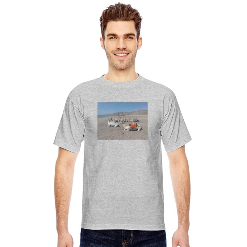 Five camels are sitting opposite the Red Sea